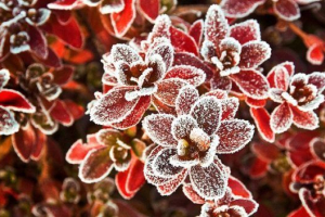 Otpornost na smrzavanje i zimska pothvat biljaka